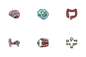 Anatomia dos Órgãos Internos Humanos Pacote de Ícones