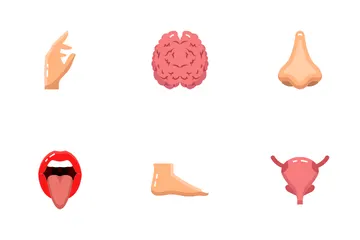 Anatomia humana Pacote de Ícones