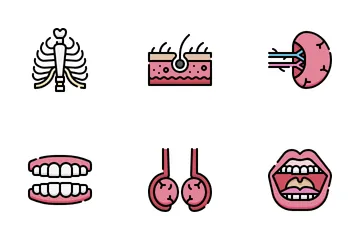 Anatomie des organes Pack d'Icônes