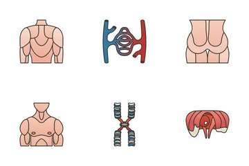 Órgãos Humanos 2 Pacote de Ícones