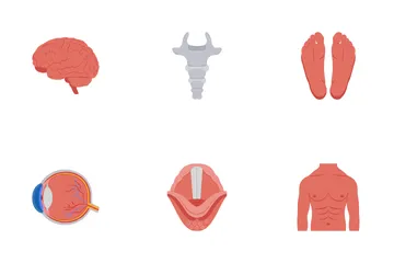 Partes do corpo humano Pacote de Ícones