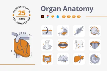 Anatomia dos Órgãos Pacote de Ícones