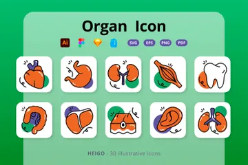 Organ Anatomy Icon Pack