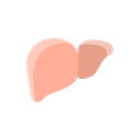 Health Liver Organ Icon