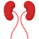 Kidney Anatomy Organ Icon