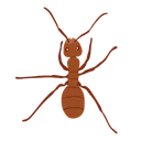 Free Ant Insect Bug Icon