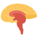 Free Human Brain Cerebrum Mind Icon