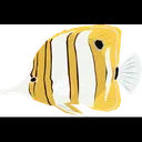 Free Butterfly fish  Icône