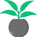 Free Chinese Evergreen Icon