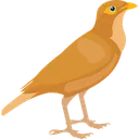 Free Brown Bird Common Myna Feather Creature Icon