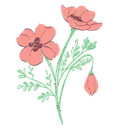 Free Coquelicot Fleur Floral Icône