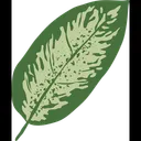 Free Dieffenbachia  Icon