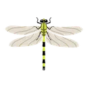 Free Dragonfly Insect Bug Icon