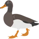 Free Bird Duck Farm Duck Icon