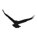 Free Hawk Eagle Bird Icon