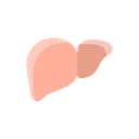 Free Health Liver Organ Icon
