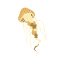 Free Jellyfish Aquatic Animal Sea Animal Icon