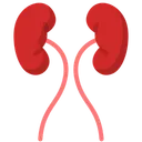 Free Kidney Anatomy Organ Icon