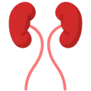 Free Kidney Anatomy Organ Icône