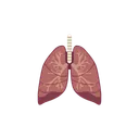 Free Lungs Organ Medical Icon