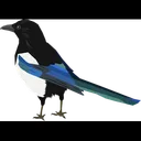Free Magpie Wildlife Bird Icon