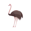 Free Ostrich Bird Emu Icon