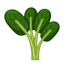 Free Spinach  Icon