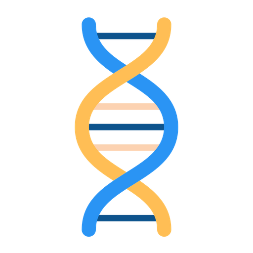 DNA MODEL