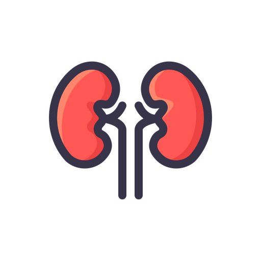 Kidney Icon - Download In Colored Outline Style