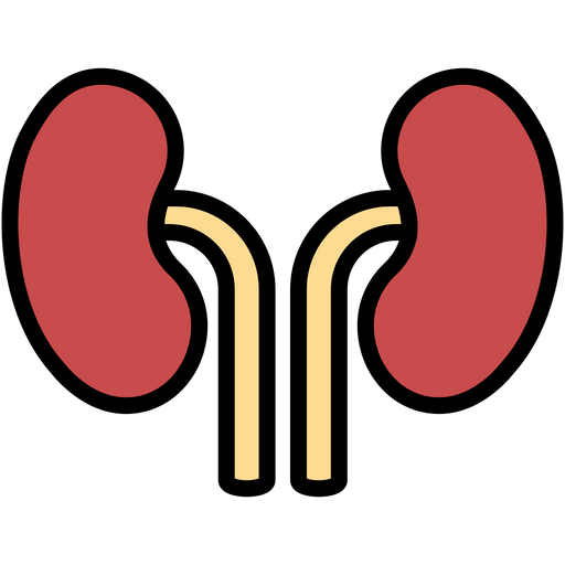 kidneys icon of colored outline style available in svg png eps ai icon fonts kidneys icon of colored outline style