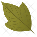 Acer Rubrum Leaf Foliage Icon