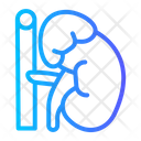 Adrenal Gland  Icon