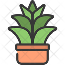 Agave Plant Icon