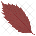 American Hornbeam Leaf Autumn Leaf Icon