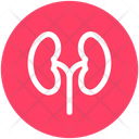 Anatomia Ícone