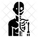Anatomy  Icon