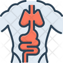 Anatomy  Icon