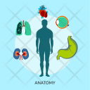 Anatomy Organ Eyes Icon
