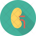 Anatomy Biology Kidney Icon