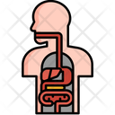 Anatomy Icon