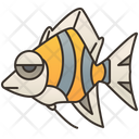 Angelfish Sea Culture Fish Icon
