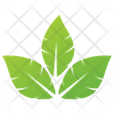 Apple Leaves Vector Leaves Leaves Logo Icon