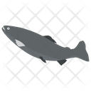 Aquatic Fish Icon