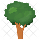 Ash Olive Evergreen Icon