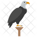 Bald Eagle Bird Of Prey Eagle Icon