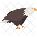 Bald Eagle Icon