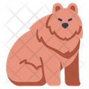 Bear  Icon