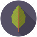 Beech Tree Nature Icon