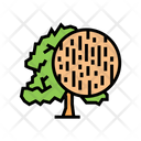 Beech Wood Icon