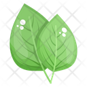 Birch Leaves Eco Leaves Plant Leaves Icon
